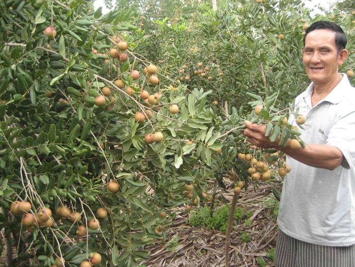 Nông dân trồng nhãn xuồng ở Vĩnh Châu phấn khởi vì trúng mùa, giá bán lại cao
