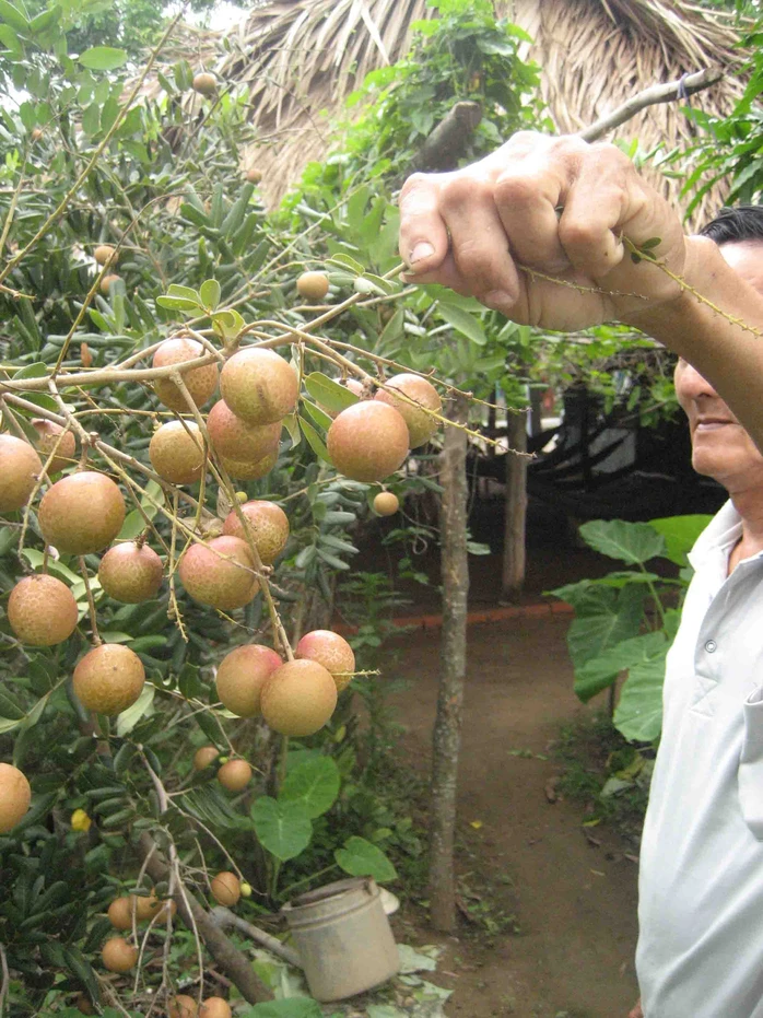 Trái nhãn xuồng rất to, cơm dày, hạt nhỏ