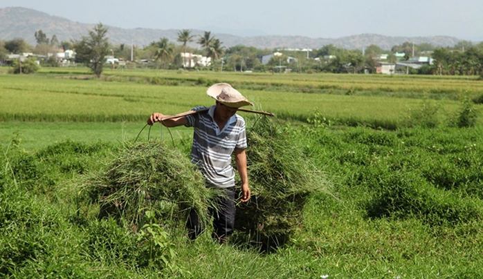 Nhiều nông dân tranh thủ cắt cỏ non mọc xanh mướt sau mưa ven các chân ruộng, làm thức ăn cho gia súc