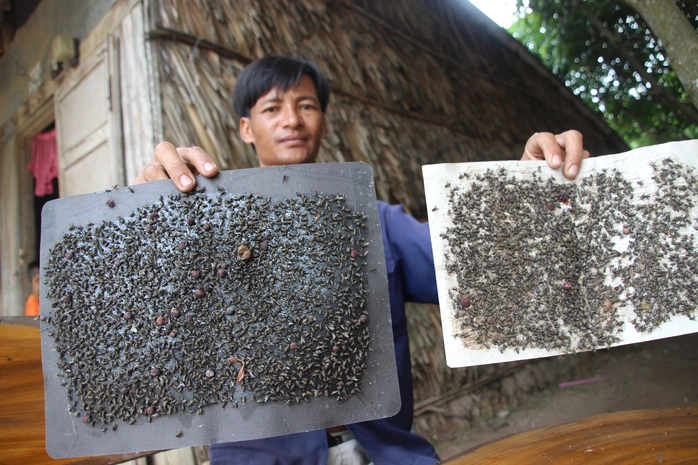 Mỗi ngày anh Thái bẫy hơn 10 miếng keo dính, nhưng ruồi vẫn không giảm hẳn.