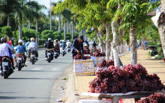 Những trái nho có kích thước to, bóng mượt.