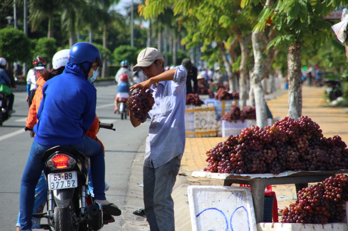 Đường về miền Tây xuất hiện nhiều điểm bán nho với giá khá rẻ.