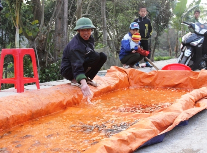 Cá chép trắng cũng được nhiều người mua ưa chuộng