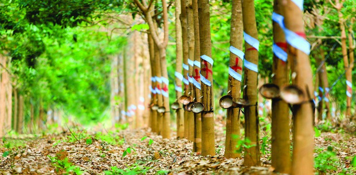 Doanh thu từ cao su đang được cải thiện Doanh thu từ cao su đang được cải thiện