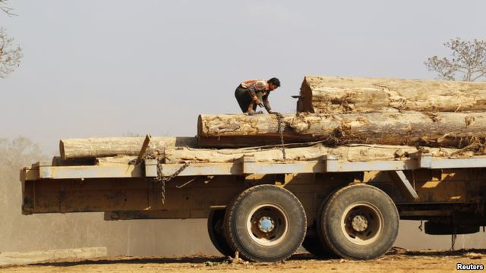 FILE - Man secures teak logs to vehicle in a logging camp at Pinlebu township, Sagaing, northern Myanmar, March 5, 2014.