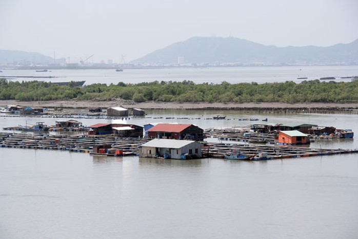 Nổi tiếng nhất là làng bè nuôi hàu Nổi tiếng nhất là làng bè nuôi hàu