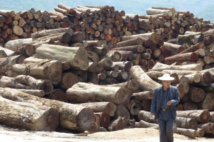 Khoảng 10.000 tấn gỗ trái phép tại Myanmar đã bị thu giữ từ những kẻ buôn lậu kể từ đầu năm nay. Ảnh: cyprus-mail