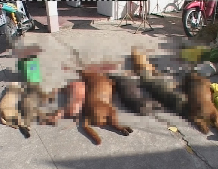 Một vụ trộm chó bị bắt quả tang ở Cà Mau
