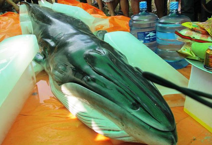 Xác cá voi chết dạt vào bờ biển Thanh Hóa