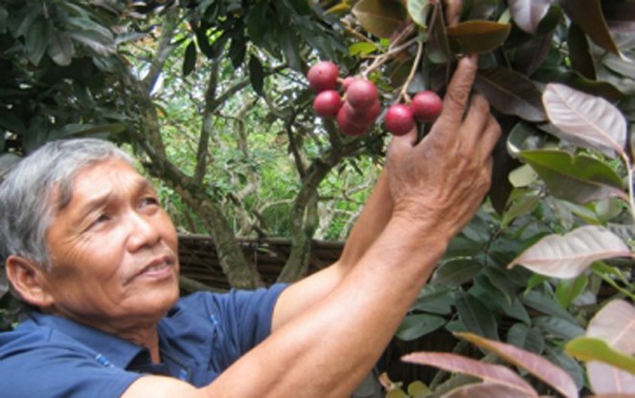 Nhãn tím là một sản phẩm đột biến gene do nông dân Trần Văn Huy (ấp Phong Thạnh, xã Phong Nẫm, huyện Kế Sách, tỉnh Sóc Trăng) phát hiện rồi chiết cành, nhân giống cách đây hơn 10 năm. Nhãn tím là một sản phẩm đột biến gene do nông dân Trần Văn Huy (ấp Phong Thạnh, xã Phong Nẫm, huyện Kế Sách, tỉnh Sóc Trăng) phát hiện rồi chiết cành, nhân giống cách đây hơn 10 năm.