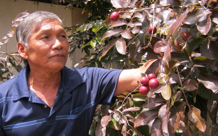 Ông Huy đang tiếp tục nhân giống, chiết cành. Ông Huy đang tiếp tục nhân giống, chiết cành.