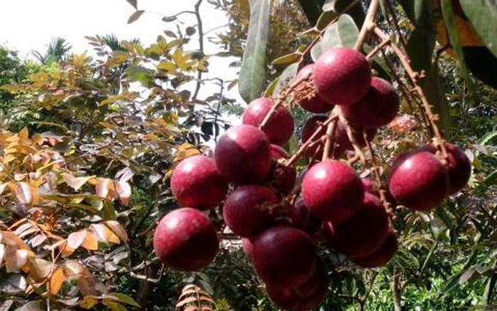 Nhãn tím là giống cây “độc quyền” của ông Trần Văn Huy ở Sóc Trăng. Nhãn tím là giống cây “độc quyền” của ông Trần Văn Huy ở Sóc Trăng.