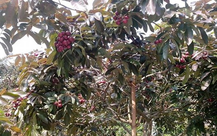 Giá 1 cành nhãn chiết lên đến hàng triệu đồng. Giá 1 cành nhãn chiết lên đến hàng triệu đồng.