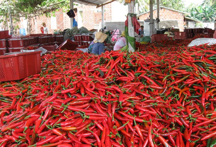 Một cơ sở chế biến ở huyện Phù Mỹ, tỉnh Bình Định