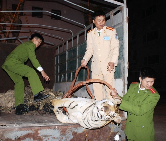 Con hổ nặng 120 kg vận chuyển trái phép cuối năm 2014 bị lực lượng chức năng bắt giữ