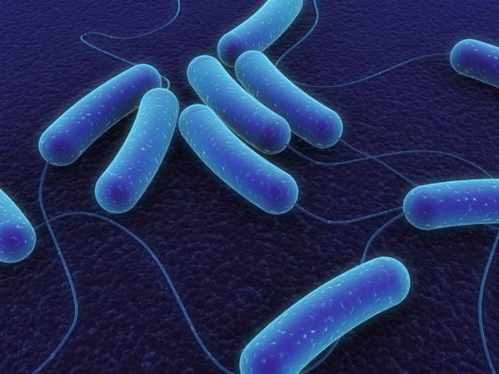 Mức độ gien Obg cao bảo vệ vi khuẩn E. coli trước thuốc kháng sinh Ảnh: MNT