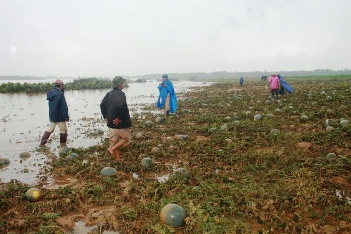 Nông dân huyện Đại Lộc, tỉnh Quảng Nam thiệt hại nặng do dưa hấu ngập úng 
					Ảnh: TRẦN THƯỜNG