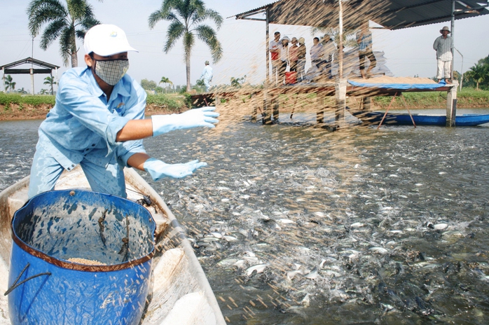 Nhiều năm qua, người nuôi cá tra ở ĐBSCL luôn thua lỗ