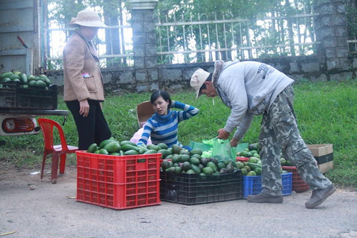 Một điểm thu mua bơ tại Đà Lạt