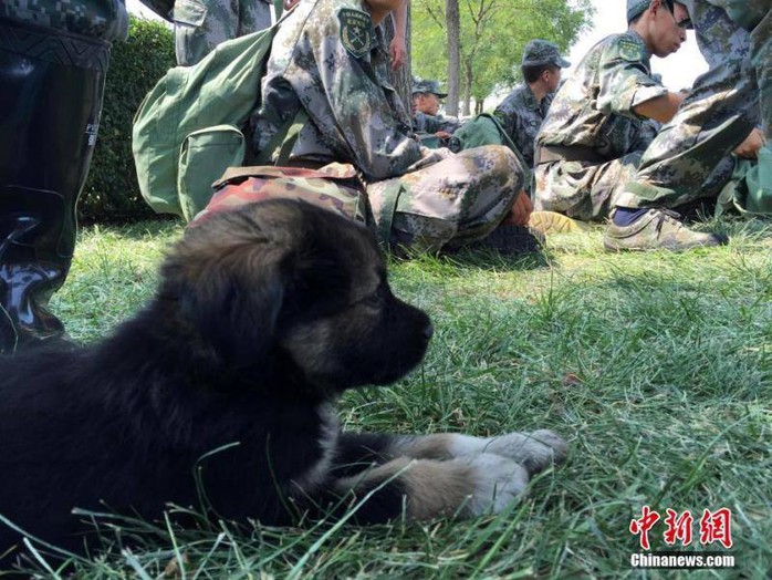 Chú chó nhỏ được cứu từ tâm vụ nổ nhưng không hề bị thương... Ảnh: Chinanews