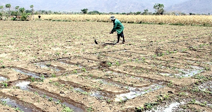 Tranh thủ cơn “mưa vàng”, nhiều nông dân đã gieo tỉa cây trồng ngắn ngày, sau nhiều tháng ngừng sản xuất vì hạn hán.