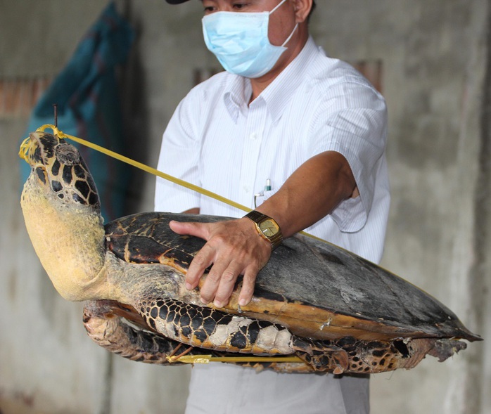 Đa số rùa biển đều thuộc loài cấm săn bắt buôn bán, vận chuyển và sử dụng