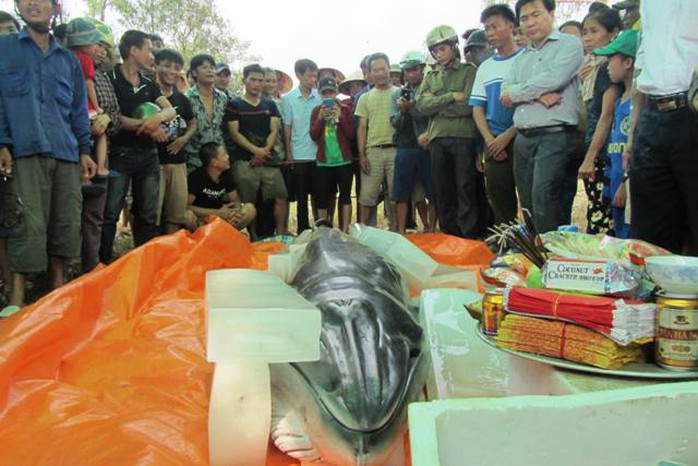 Người dân và chính quyền địa phương tổ chức chôn xác con cá voi