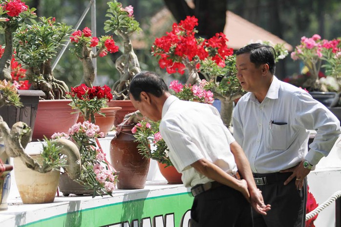 Hơn 80 chậu sứ đẹp được chưng bày