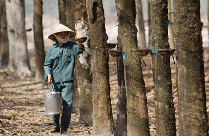 Dù tăng mạnh trong thời gian gần đây, nhưng giá cổ phiếu cao su vẫn còn nhiều rủi ro lớn phải đối mặt