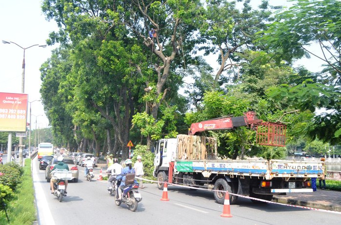 
Sáng ngày 16-9 Ban quản lý đường sắt Đô thị Hà Nội, đã triển khai kế hoạch cắt tỉa, di dời cây xanh phố Kim Mã (quận Cầu Giấy) để phục vụ thi công dự án tuyến Đường sắt đô thị trên cao Nhổn-ga Hà Nội
