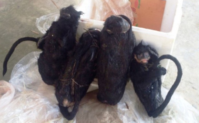
4 cá thể voọc đen má trắng được lực lượng CSGT Thanh Hóa phát hiện bắt giữ
