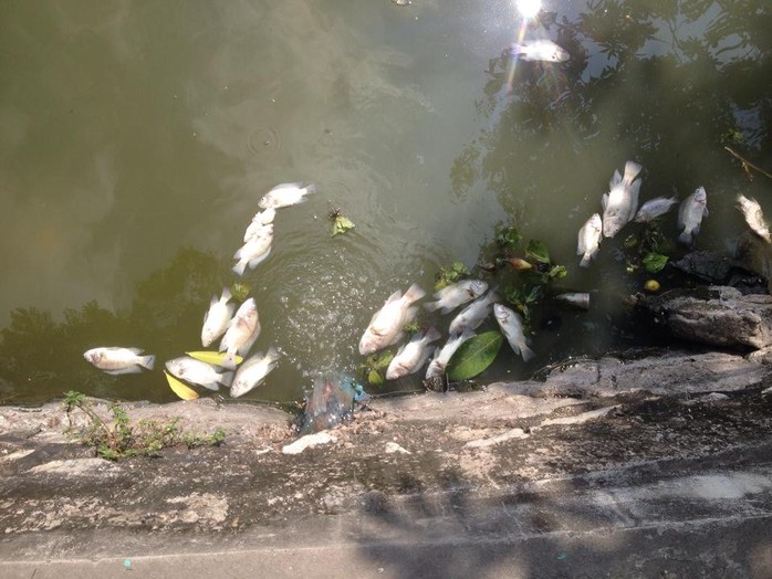
Nhiều cá chết vây quanh khu cống nước thải
