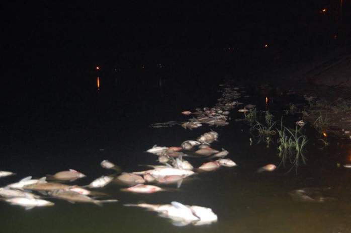 
Cá chết tại hồ Linh Đàm vào đêm 27-10
