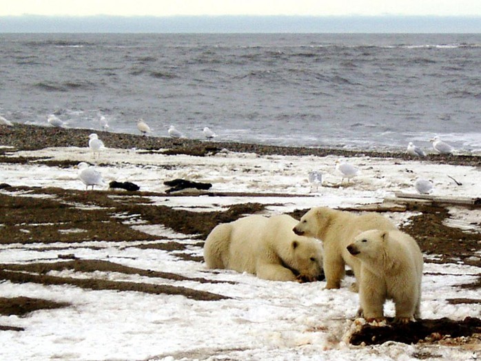 
Nhiệt độ Bắc Cực đang tăng cao bất thường. Ảnh: U.S. FISH AND WILDLIFE SERVICE
