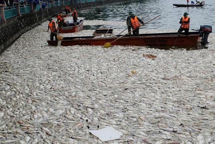 
Khoảng đầu tháng 10, hơn 200 tấn cá bị chết hàng loạt ở Hồ Tây và được thu gom xử lý
