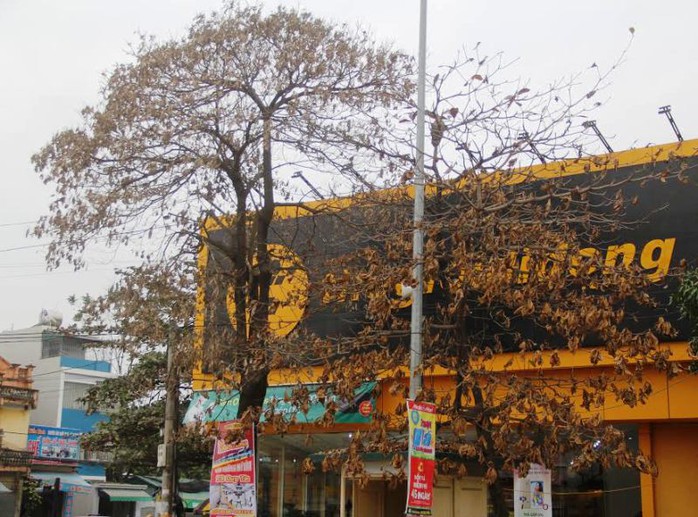 
Hai cây xanh lớn nhiều năm tuổi bỗng nhiên chết khô trước siêu thị điện thoại Thế giới di động trên đại lộ Lê Lợi, TP Thanh Hóa
