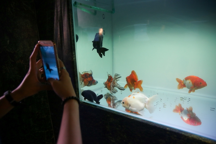 Khách tham quan hầu hết đều dùng điện thoại chụp lại các loài cá cảnh.