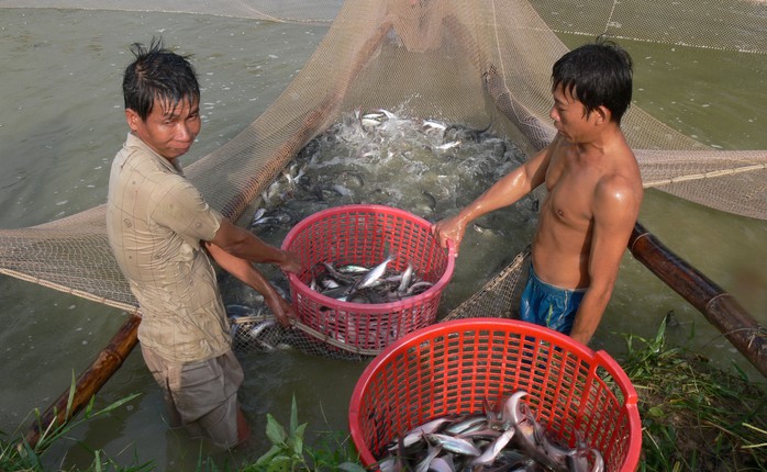 Cá tra giống là một trong những khâu quan trọng quyết định đến chất lượng cá thương phẩm Ảnh: THỐT NỐT