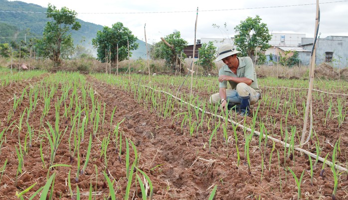 Nhà vườn ở thủ phủ hoa Đà Lạt sẵn sàng xuống giống cho vụ hoa Tết Nguyên đán 2017