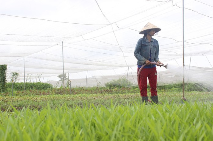 Nhiều người chọn Hóc Môn mở trang trại cho thuê đất trồng rau vì giá rẻ. Ảnh: Phạm Oanh.
