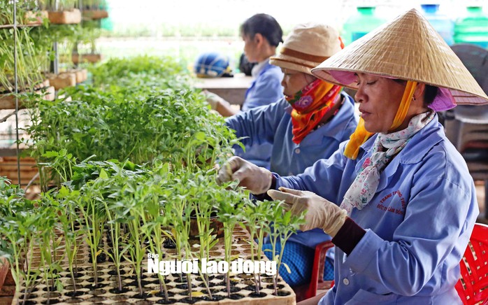 
Các loại rau thủy canh trước khi đem ra gieo trồng phải được ươm trong những giá thể chứa xơ dừa xay nhuyễn cho nảy mầm.
