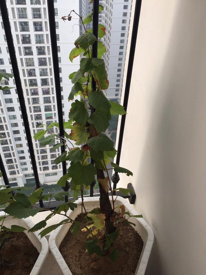 Nhiều cây lá bị úa do thiếu nắng.