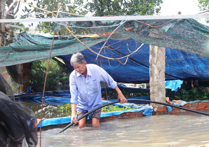 Ông Phan Văn Phát đang cố vớt vát tài sản quanh các ô nuôi cá