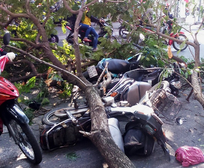 
3 xe máy bị nhánh cây đè trúng ngã la liệt trên mặt đường
