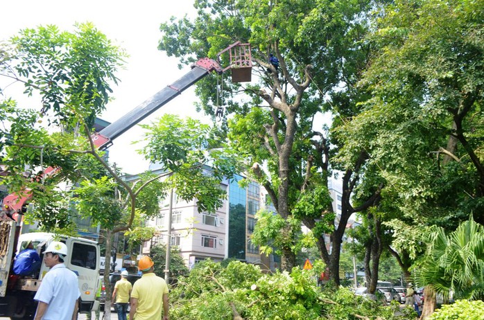 
Trong đó, các cây cổ thụ được dịch chuyển chủ yếu là muồng, xà cừ, hoa sữa…
