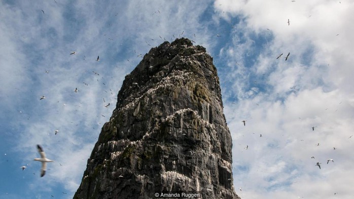 Vách đá cao sừng sững ở St Kilda. Ảnh: BBC