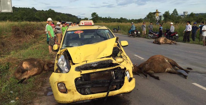 
3 con bò nằm chết la liệt sau khi bị taxi tông trúng. Ảnh trên Facebook
