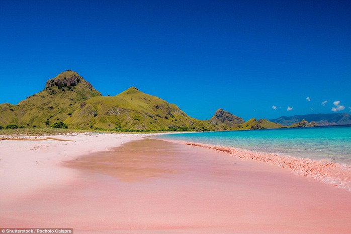 Bãi biển hồng trên đảo Padar - Indonesia. Ảnh: Shutterstock