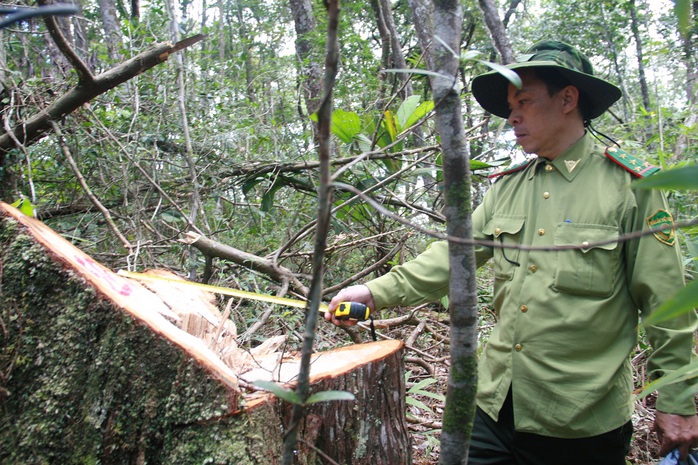 
Rừng pơ mu bị tàn phá nghiêm trọng
