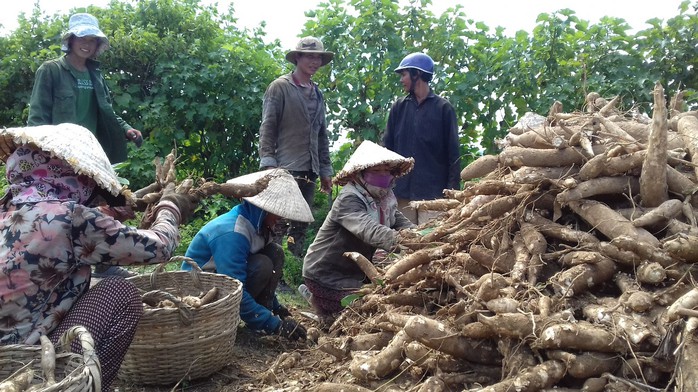 Gieo trồng vất vả nhưng nông dân đành phải cay đắng bán mì với giá thấp kỷ lục